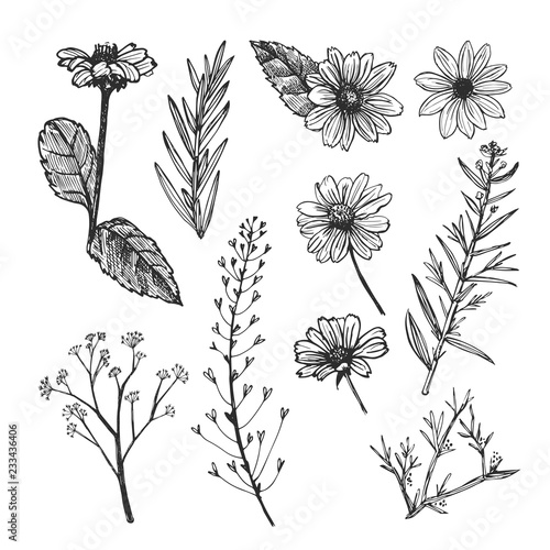 Helianthus and herb plants hand drawn sketch. Flowers and field herbs isolated on white background.