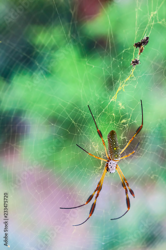 Złoty jedwabny pająk w jej sieci