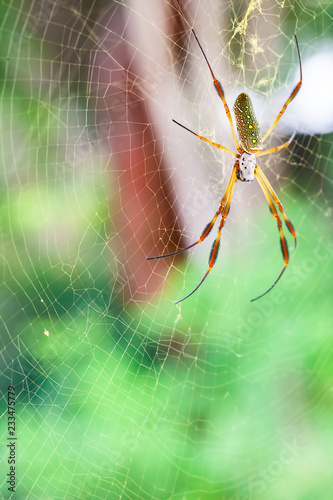 Złoty jedwabny pająk w jej sieci