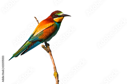 Colorful beautiful bird on a branch isolated on white