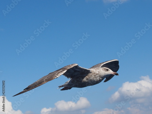 Piękna mewa fotografowana ze statku w porcie Oslo - Norwegia.