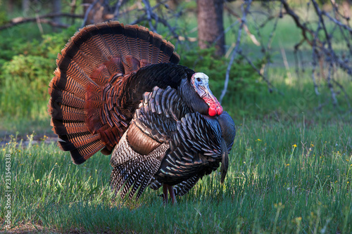 Eastern Wild Tom Turkey (Meleagris gallopavo) strutting with tail feathers in fan through a grassy meadow in Canada