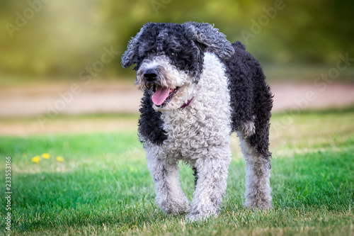 Fotografia de perro de agua español