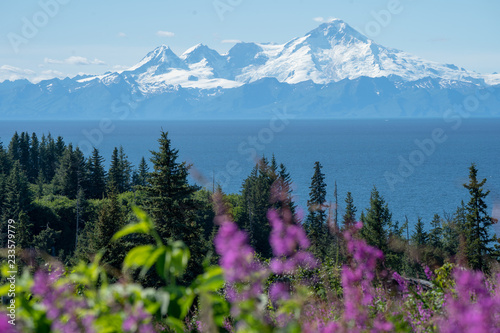 Clear view of Mount Redoubt from Anchor Point Alaska on a sunny day. Fireweed and trees in the foreground