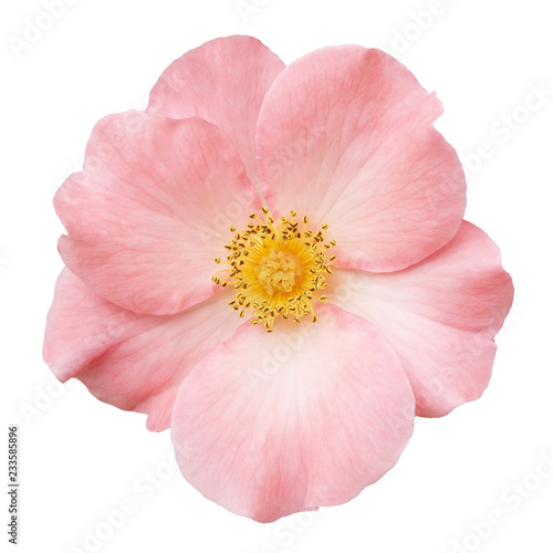 Wild rose pink flower isolated on white