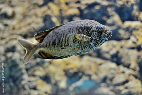 Exotic fish in a marine aquarium