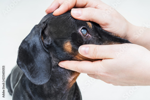 Veterinarian examine on the eyes of a dog dachshund. Cataract eyes of dog. Medical and Health care of pet concept.