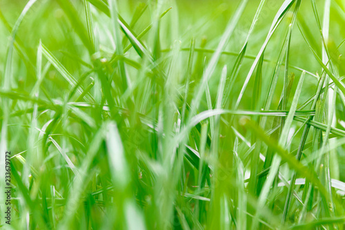 Green grass background in soft-focus