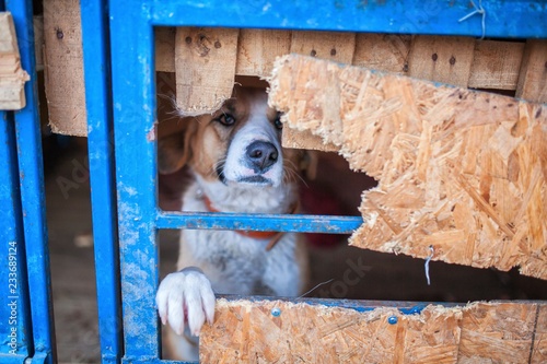 stray dog, homeless dog in a cage on a chain. shelter of stray dogs in asia