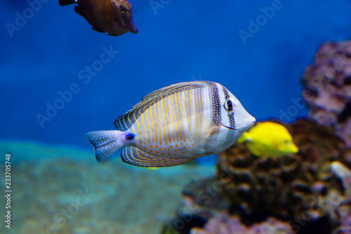 Desjardins sailfin tang. This fish is found in the Red sea. It feeds on algae, plankton. In case of danger, spreads its fins, increasing in two times.