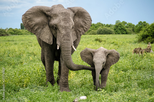 African elephants in Chobe National Park, Botswana