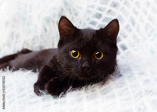 black cat at home