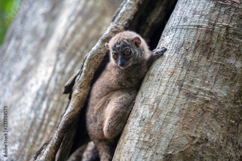 The grey-backed sportive lemur (Lepilemur dorsalis) sits on the trunk, Nosy Be island, Madagascar