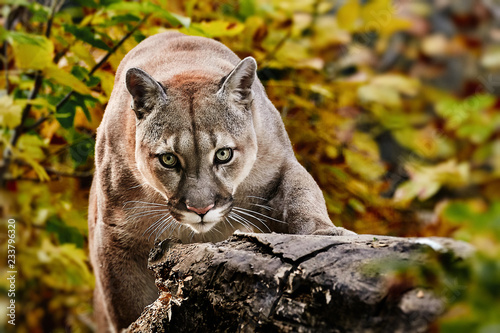 Portrait of Beautiful Puma in autumn forest. American cougar - mountain lion, striking pose, scene in the woods, wildlife America