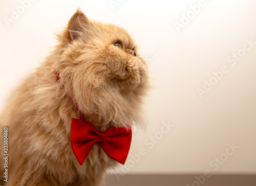 Photo of fluffy ginger cat in red bow tie sitting