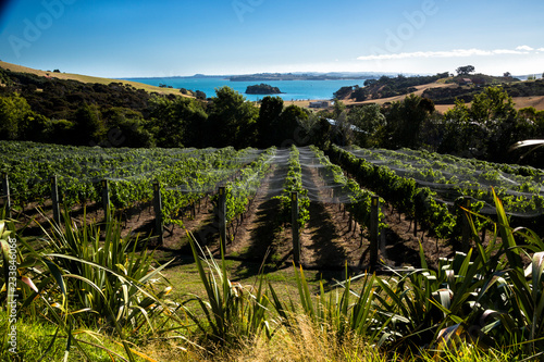 Waiheke Island vineyard near Auckland, New Zealand.