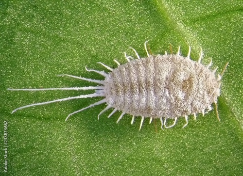 Long-tailed mealybug, Pseudococcus longispinus (Hemiptera: Pseudococcidae) is the dangerous pest of different plants, including economically important tropical fruit trees and ornamental plants 