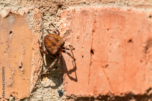 Cross spider sitting on a brick wall (Araneus diadematus)