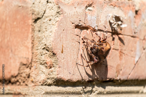Cross spider sitting on a brick wall (Araneus diadematus)
