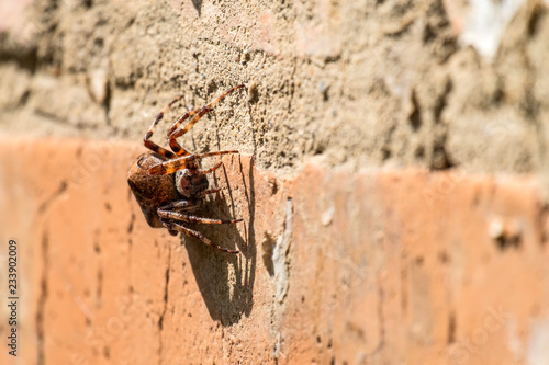 Diadem spider sitting on a brick wall (Araneus diadematus)