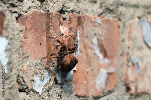 European garden spider sitting on a brick wall (Araneus diadematus)