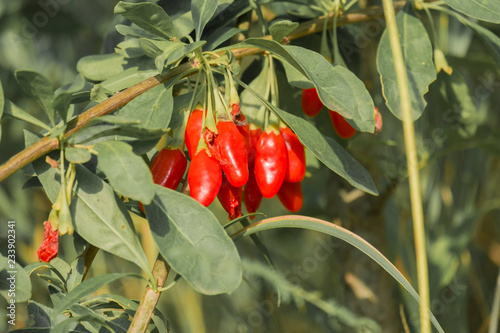 Ripe goji berries in green foliage (Lycium barbarum)