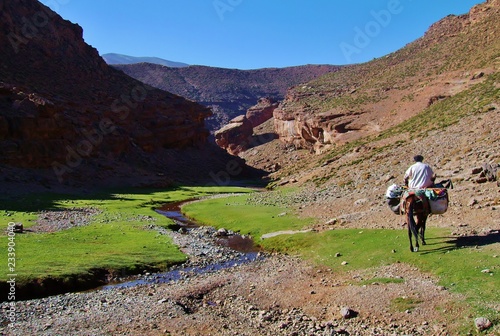 Berber riding a donkey as traditional transportation in the Atlas Mountains in Morocco carrying luggage and goods. Berbers (Arabic i-Mazigh-en) are an ethnic group in North Africa, most Sunni Muslim