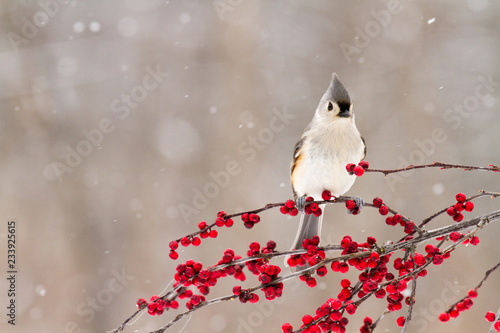 A close up of a tufted titmouse on a branch of berries