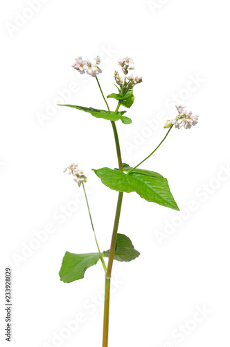 Buchweizen (Fagopyrum esculentum)