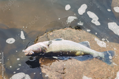 Dead poisoned fish lies on the banks of the river, environmental pollution