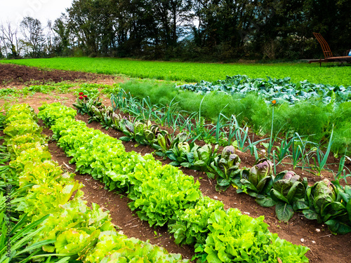 vegetable plants grow in the garden