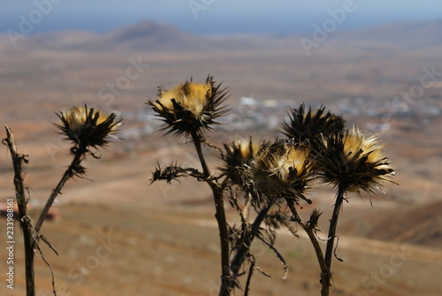 Fuerteventura - panorama z wyschniętymi łodygami