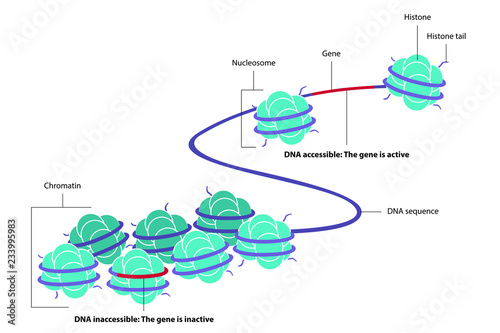 Vector illustration of epigenetics, the study of heritable phenotype changes that do not involve alterations in the DNA sequence. Figure of DNA methylated and acetylated with the eight histones.