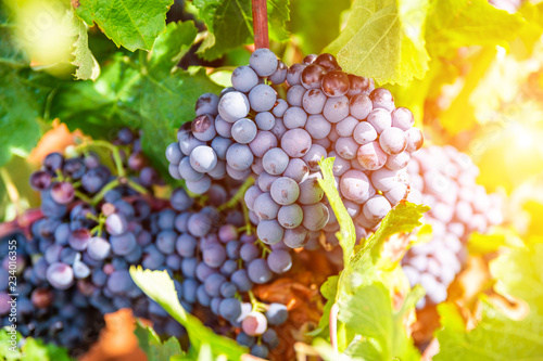 Grapes close-up in a vineyard, La Rioja, Spain