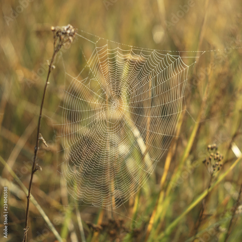 Dry grass and cobweb in dew drops