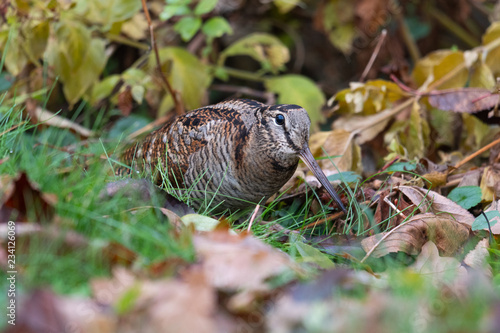 Waldschnepfe auf Nahrungssuche - mit Regenwurm