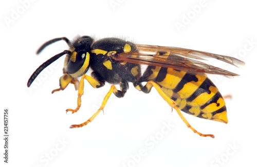 wasp isolateed on white background