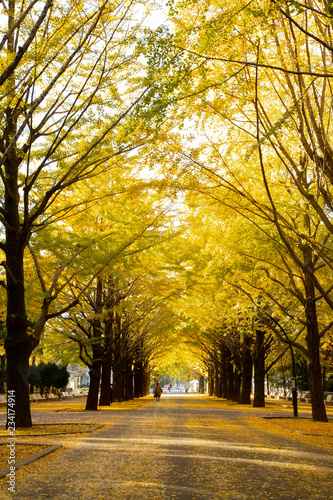 Lines of gingko trees in Hikarigaoka park