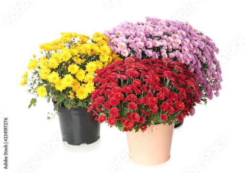 Pots with beautiful colorful chrysanthemum flowers on white background