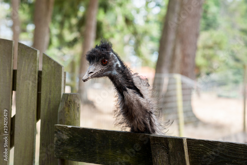 Emu at Seaview Game Farm