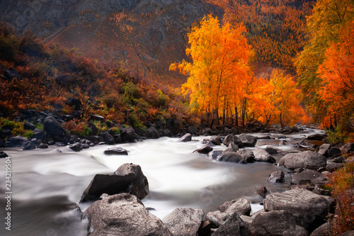 River and yellow trees in autumn forest in Altai, Siberia, Russia.