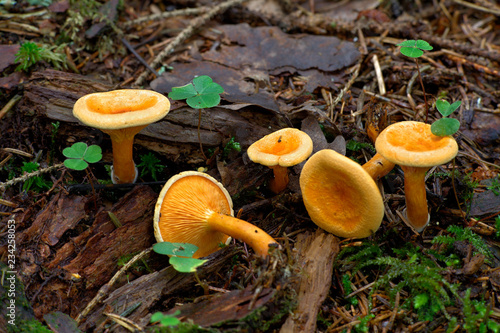 Hygrophoropsis aurantiaca, commonly known as the false chanterelle