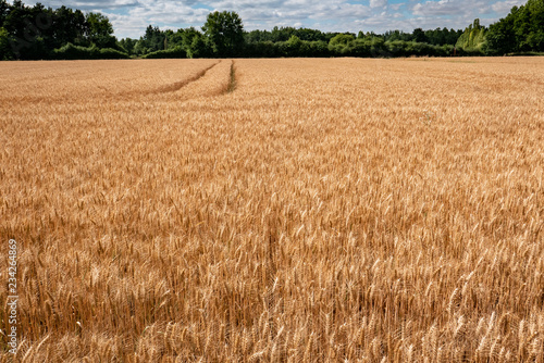 Champs blé prêt à moissoner, Loiret, France