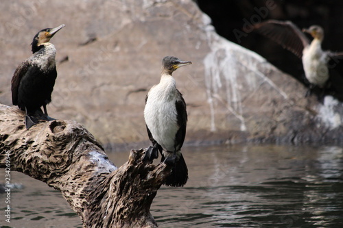 White-breasted cormorant in South Africa