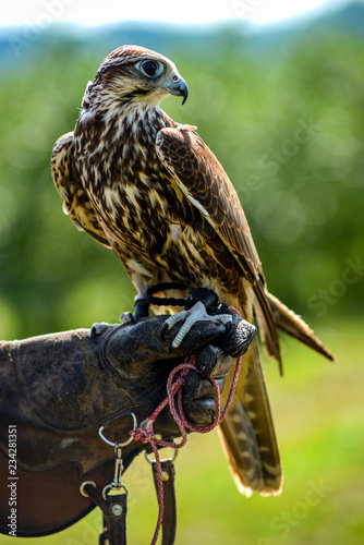 Hawk bird, Accipiter gentilis perched, portrait of a bird.