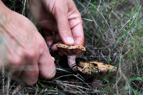 man picking a red pine mushroom