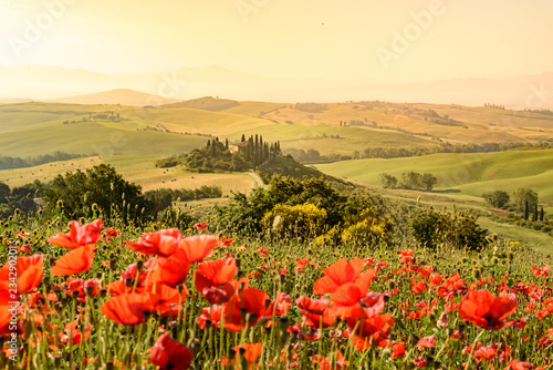 Pole kwiatów maku w pięknej scenerii Toskanii we Włoszech, Podere Belvedere w regionie Val d Orcia - cel podróży w Europie