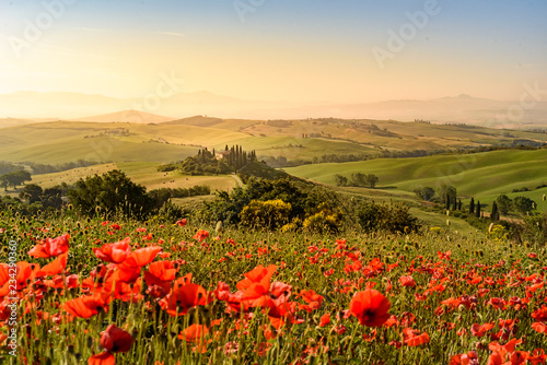 Pole kwiatów maku w pięknej scenerii Toskanii we Włoszech, Podere Belvedere w regionie Val d Orcia - cel podróży w Europie