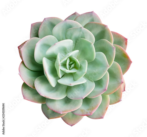 Green succulent cactus flower plant top view isolated on white background, clipping path included