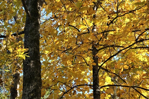 Colorful Hickory tree (Carya tomentosa) with bright yellow leaves background texture, Autumn in Georgia USA.